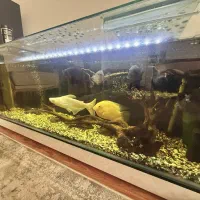 فروش‌آکواریوم