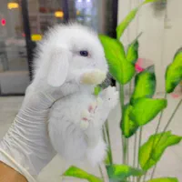 خرگوش لوپ|موش و خرگوش|تهران, بریانک|دیوار