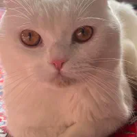 گربه اسکاتیش فولد بلو و سفید|گربه|کرمانشاه, |دیوار