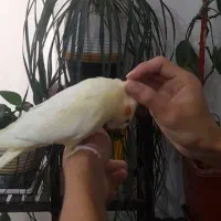 عروس هلندی زعفرونی بهترین نژاد|پرنده|اقلید, |دیوار