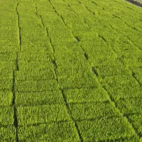 بانک نشا شالی بذری بینام سبدی طارم