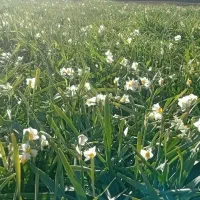 گل نرگس|گل و گیاه طبیعی|شیراز, عادل آباد|دیوار