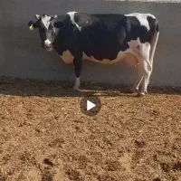 2راس ماده گاو