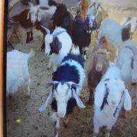 فروش ۲۰راس بزغاله نروماده ،جفتی ۴۵کیلو|حیوانات مزرعه|فرمهین, |دیوار