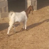 بزغاله ماده|حیوانات مزرعه|گنبد کاووس, |دیوار