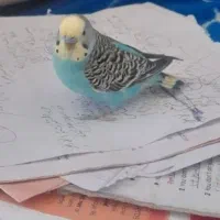 جفت مرغ عشق نرو ماده مولد  ۱بار جوجه دان