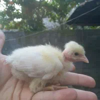 جوجه مرغ گلپایگان ۹روزه و جوجه بوقلمون۹روزه