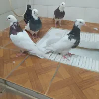 پنج پرنده تمیزوسالم|پرنده|طبس, |دیوار