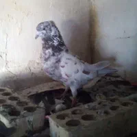 کبوتر کاشانی