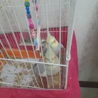 عروس هلندی مولد جفت|پرنده|فردیس, ثابتی|دیوار