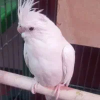 عروس هلندی|پرنده|سنندج, |دیوار
