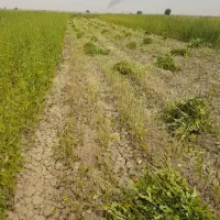 درو کنجدبا دستگاه بسته بندی