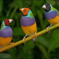 فنچ بنگالی و گلدین|پرنده|نوشهر, |دیوار