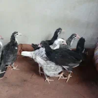 جوجه گلین|حیوانات مزرعه|قزوین, |دیوار