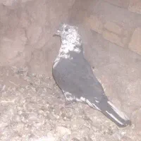 چند عدد کفتر قیمت مناسب|پرنده|میان ولایت, |دیوار