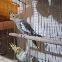 عروس هلندی ۶ ماهه