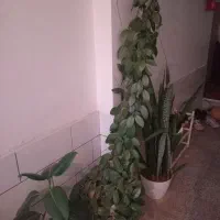 گل های زیبای اپارتمانی