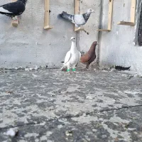 پرنده|پرنده|جغتای, |دیوار