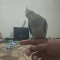 سهره و قناری فروش معاوضه|پرنده|اردبیل, |دیوار