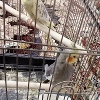 یه جفت عروس هلندی نر و ماده تخم گذار