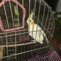 معاوضه ماده زعفرانی بانرزعفرانی بالغ