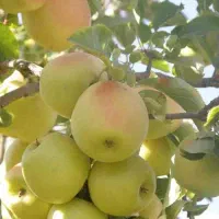 فروش سیب درجه یک مرگور