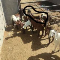 بزغاله پاکستانی گلابی اصل