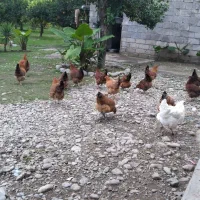 مرغ محلی گلپایگانی هشت ماهه تخم گذار|حیوانات مزرعه|دالخانی, |دیوار