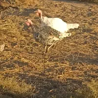 بوقلمون|حیوانات مزرعه|طاغنکوه, |دیوار