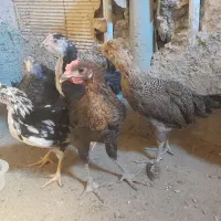 نیمچه مرغ و خروس گلین و بومی لری|حیوانات مزرعه|اصفهان, مارچین|دیوار