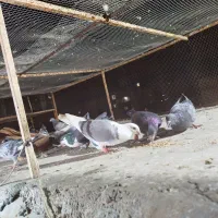 20 طوق جفتی650|پرنده|چابهار, |دیوار