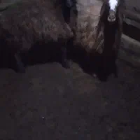 میش با بره درشت