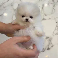 توله سگ پامر خرسی و عروسکی ۱۰ م|سگ|تهران, چیتگر جنوبی|دیوار