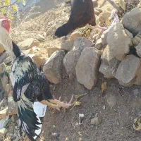 خروس لاری|حیوانات مزرعه|گرمی, |دیوار