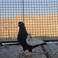 کبوتر،طوقی ماده،سیاه شهری،سینه پشتی نر