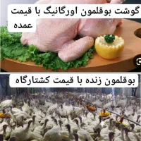 بوقلمون پرورشی ارگانیک کیلوی ۱۸۰هزار تومان زنده|حیوانات مزرعه|اندیمشک, |دیوار