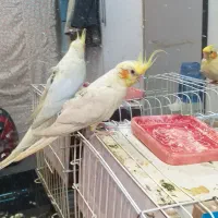 عروس هلندی نر آماده جفت گیری
