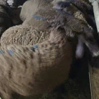 بره نر