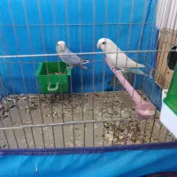 طوطی برزیلی مولد تضمینی بهترین نژاد|پرنده|اسلام‌‌آباد غرب, |دیوار