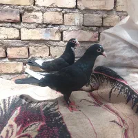 جفت نروماده پلنگ سیاه با جوجه