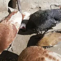 80 تا بوقلمون نر و ماده یکجا