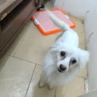 سگ نژاد پارمر اشپیتز