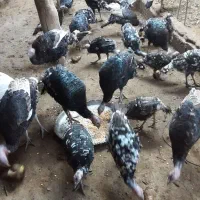 فروش تعدادی بوقلون|حیوانات مزرعه|چهاربرج, |دیوار