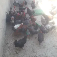 نیمچه محلی مرغ تخم گذار طاقچه