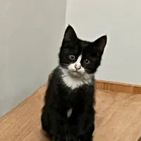 واگذاری بچه‌گربه‌ رایگان|گربه|مشهد, زیبا شهر|دیوار