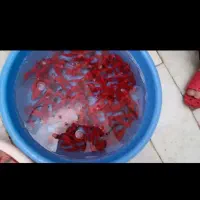 ماهی قرمز عمده