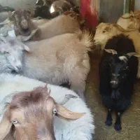 سی عدد نری بزرگ بفروش می‌رسد تکی  یجایم میدم