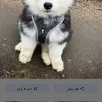 توله هاسکی عالی اماده برای آزمایشدادن|سگ|اردکان, |دیوار