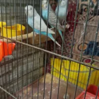 قفس پرنده|پرنده|قم, ولیعصر|دیوار