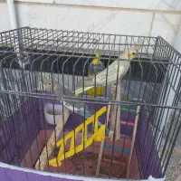 عروس هلندی نرو ماده|پرنده|بروجرد, |دیوار